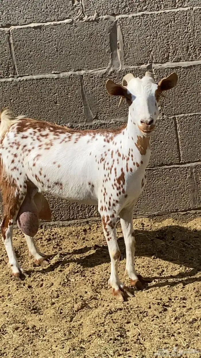 ماعز بيشي للبيع 0