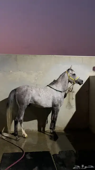حصان عربي شعبي index