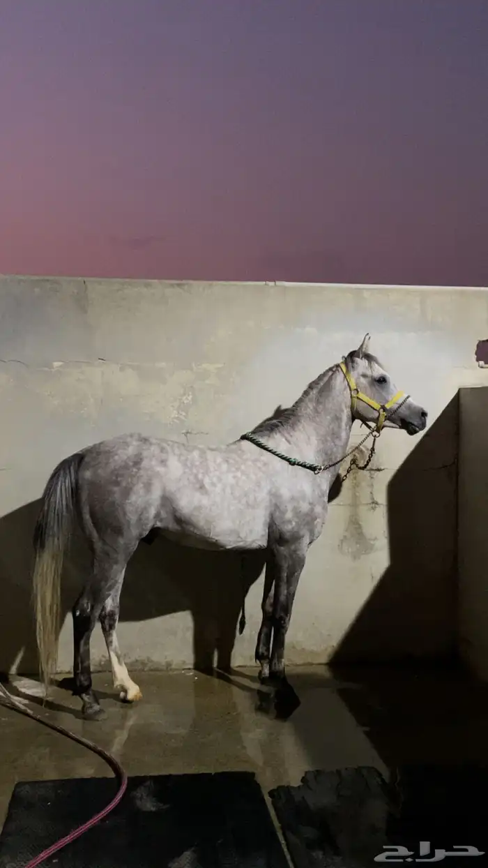 حصان عربي شعبي 1