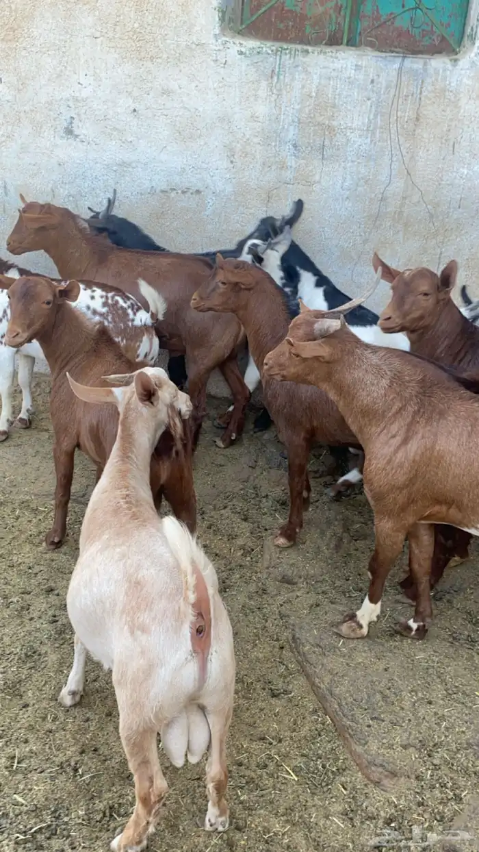 10 تيوس مجملة فل شحم مشروطة من كل العذاريب 5