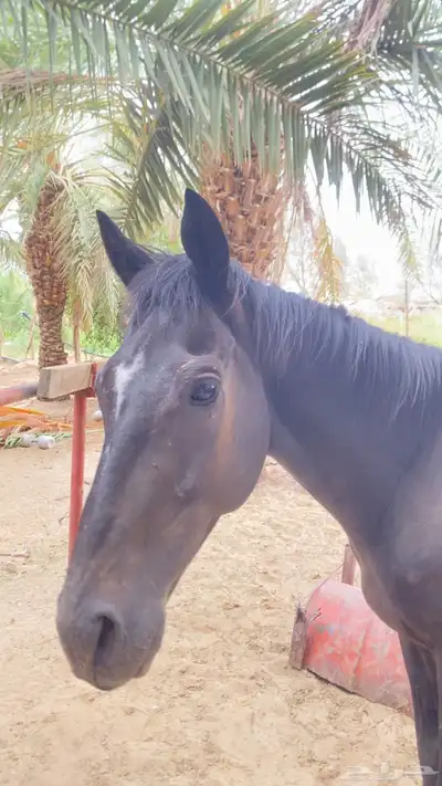 حصان للبيع index