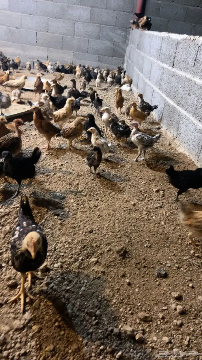 صوص دجاج للبيع 2