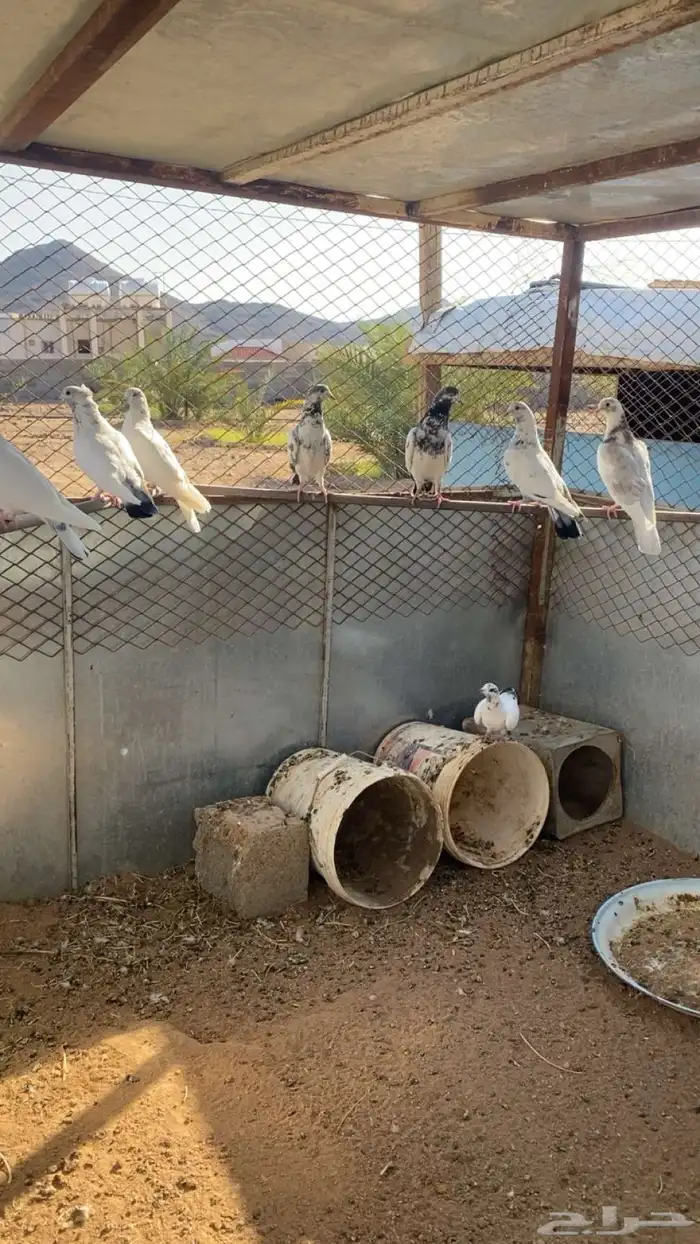 حمام باكستاني 0