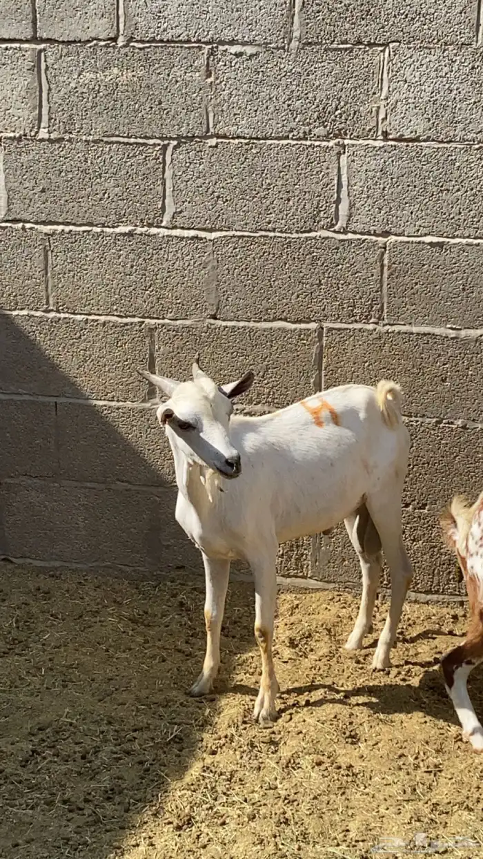 ماعز بيشي للبيع 2