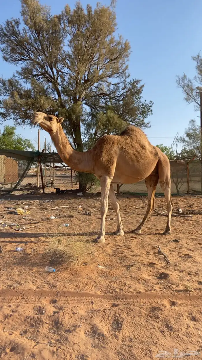 ناقه لقحه حمرا المزاحمية 0