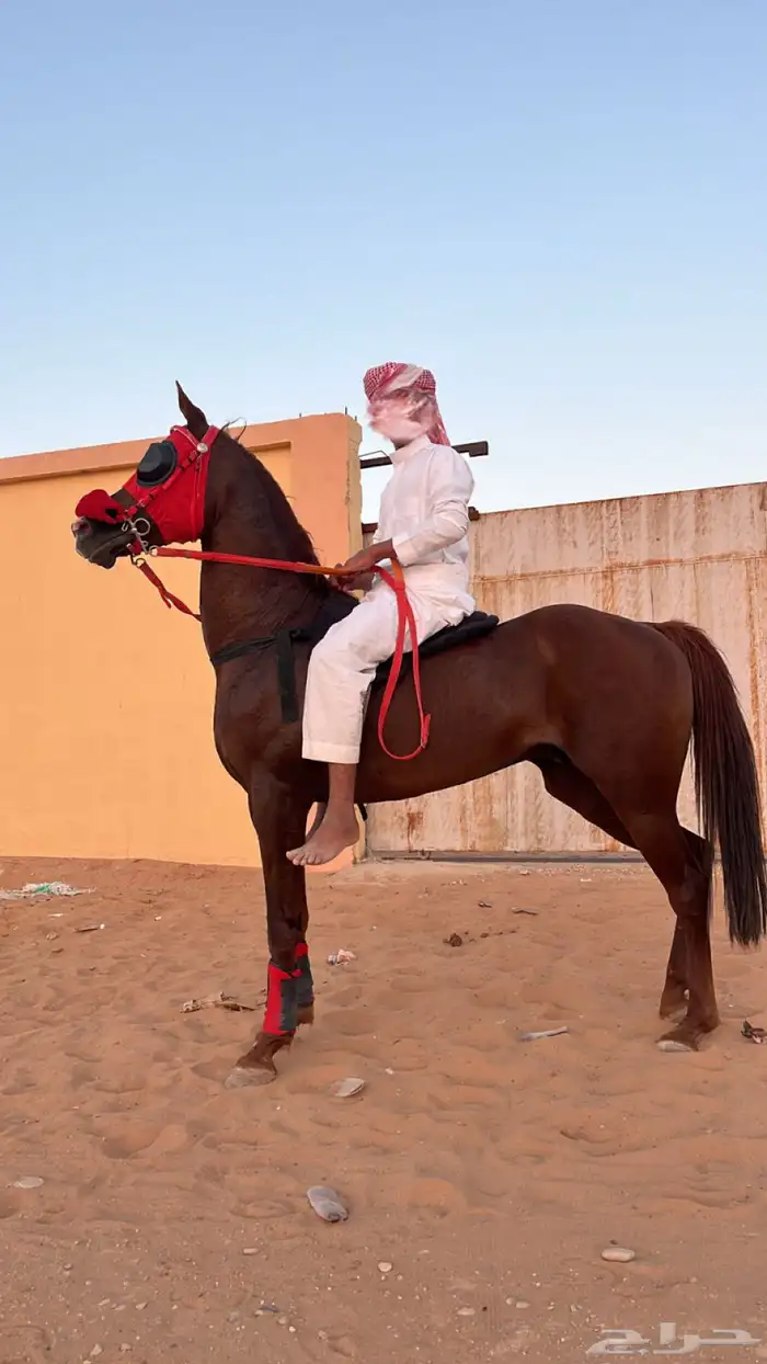 حصان شعبي سبققق 1