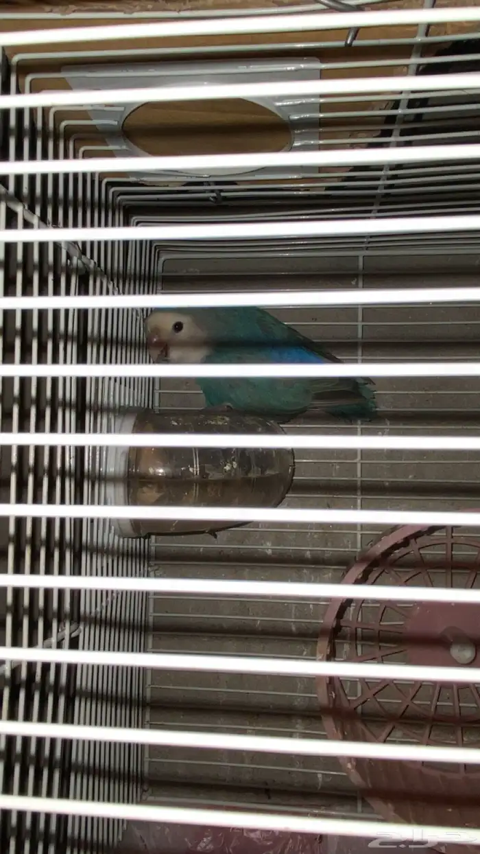 جوز روز مع الفرخ وعمر الزوج 2023   بيش 2