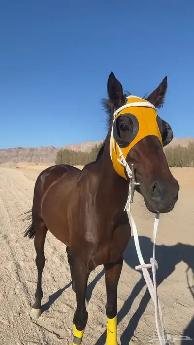 حصان مشروك. index