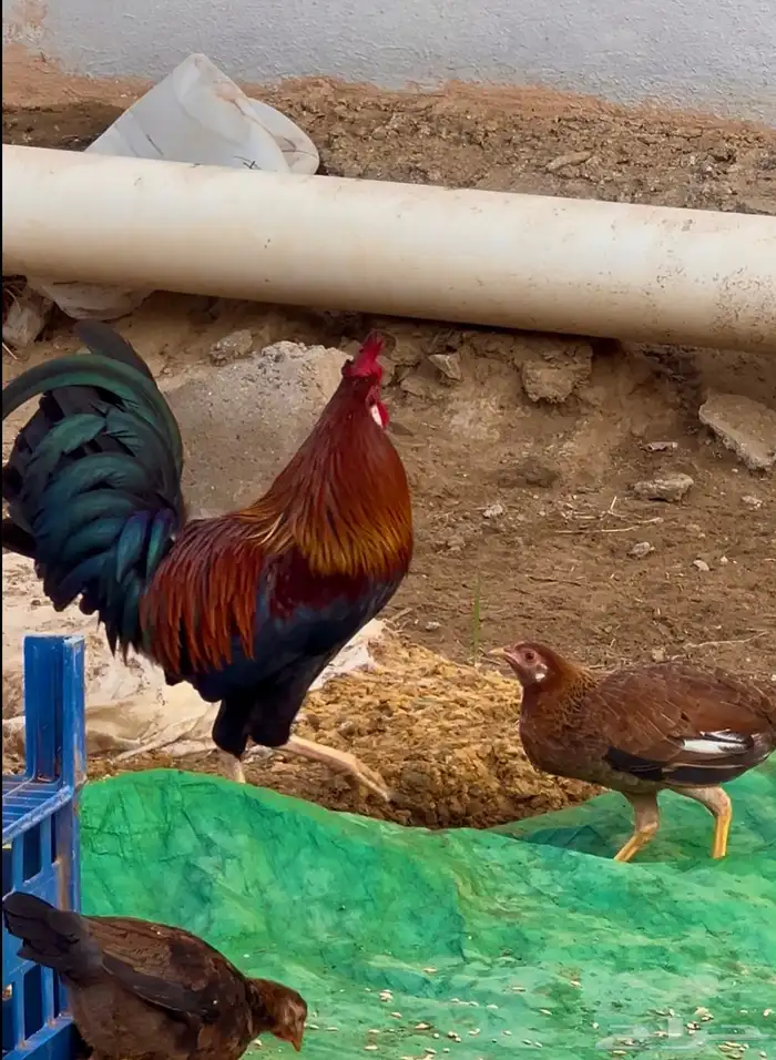 ديك ودجاج عربي اصيل نوادر ماشاء الله 1