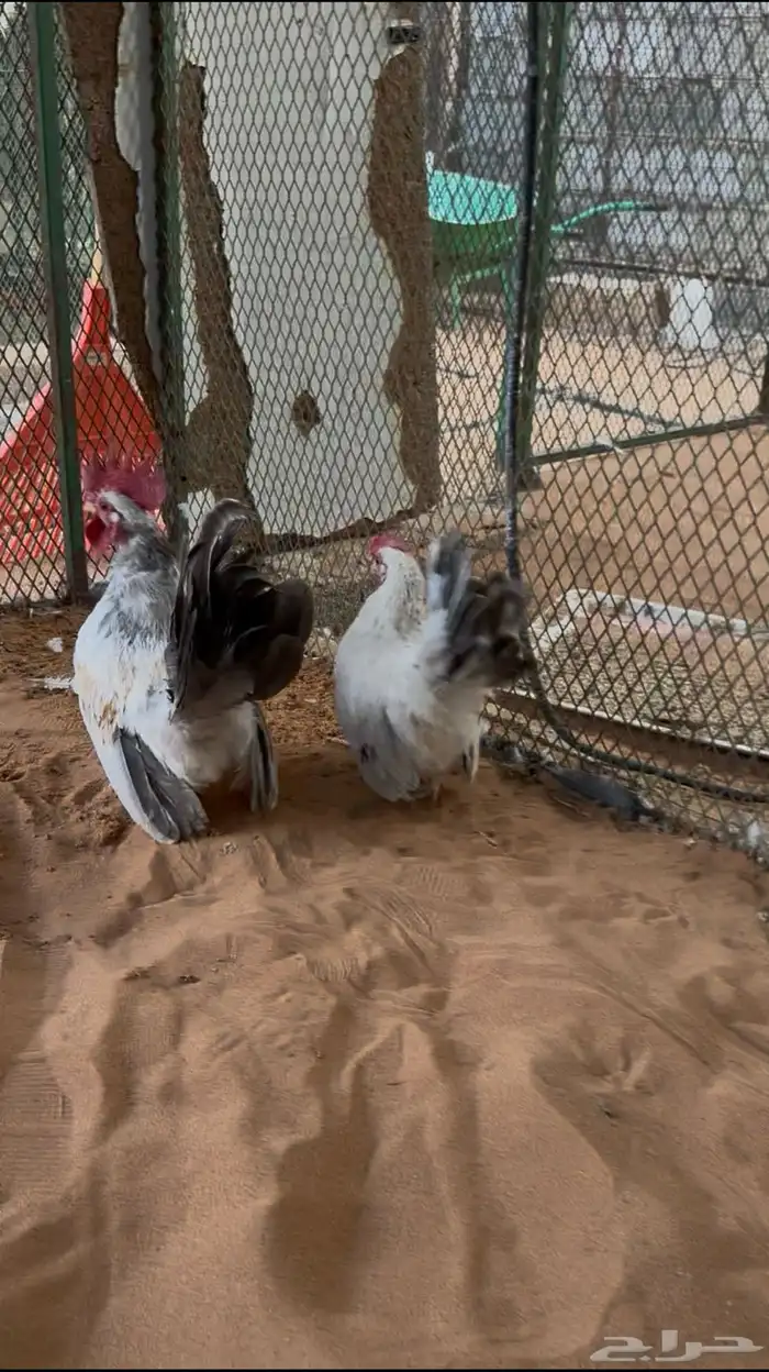 دجاج جبنيز مسحب زاحف 3