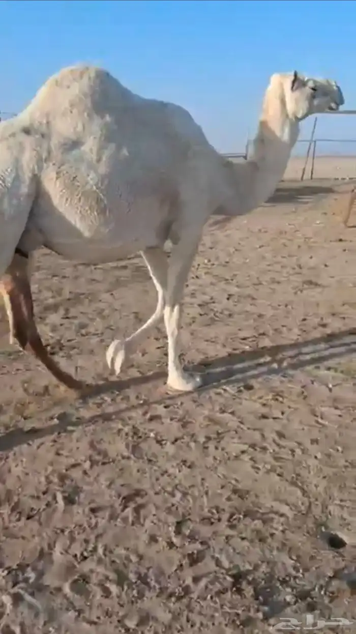 للبيع ناقه موطي 0