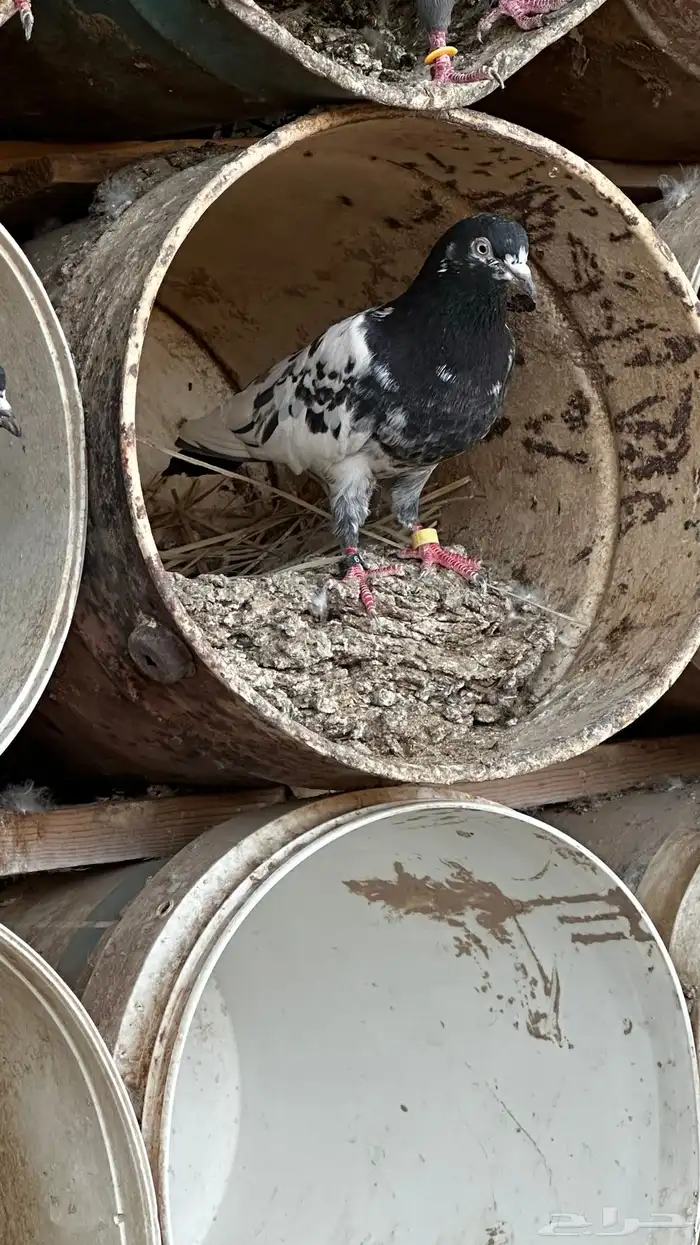 جوز باكستاني معه فراخة وبيض 1