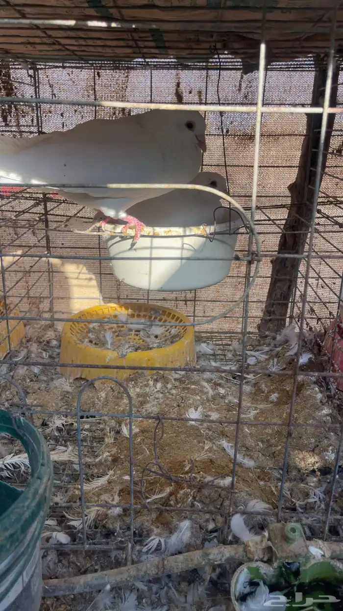 لاحم سلفر وابيض 2