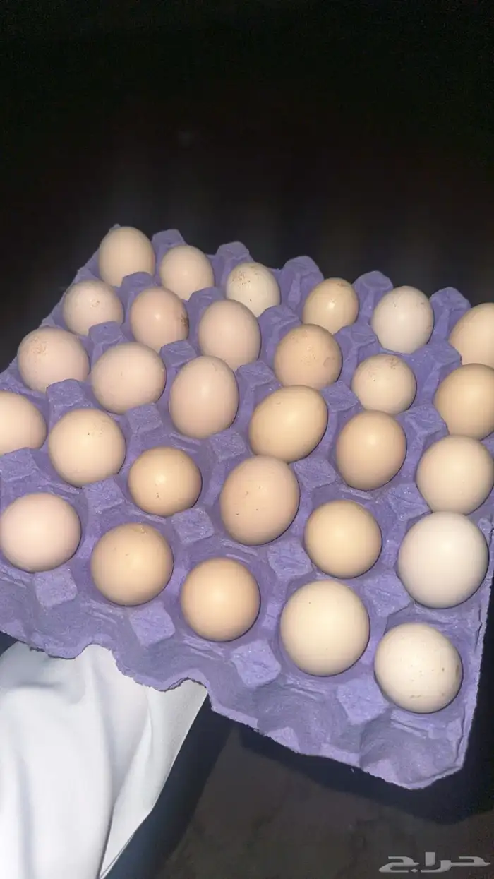 بيض دجاج تركي مخصب 0