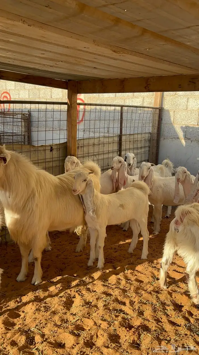 جفرات بيض مشاريك مقاني 1250 15