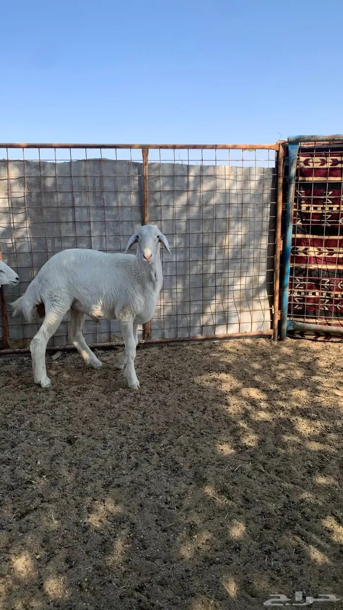 طليان ذبايح حري 1