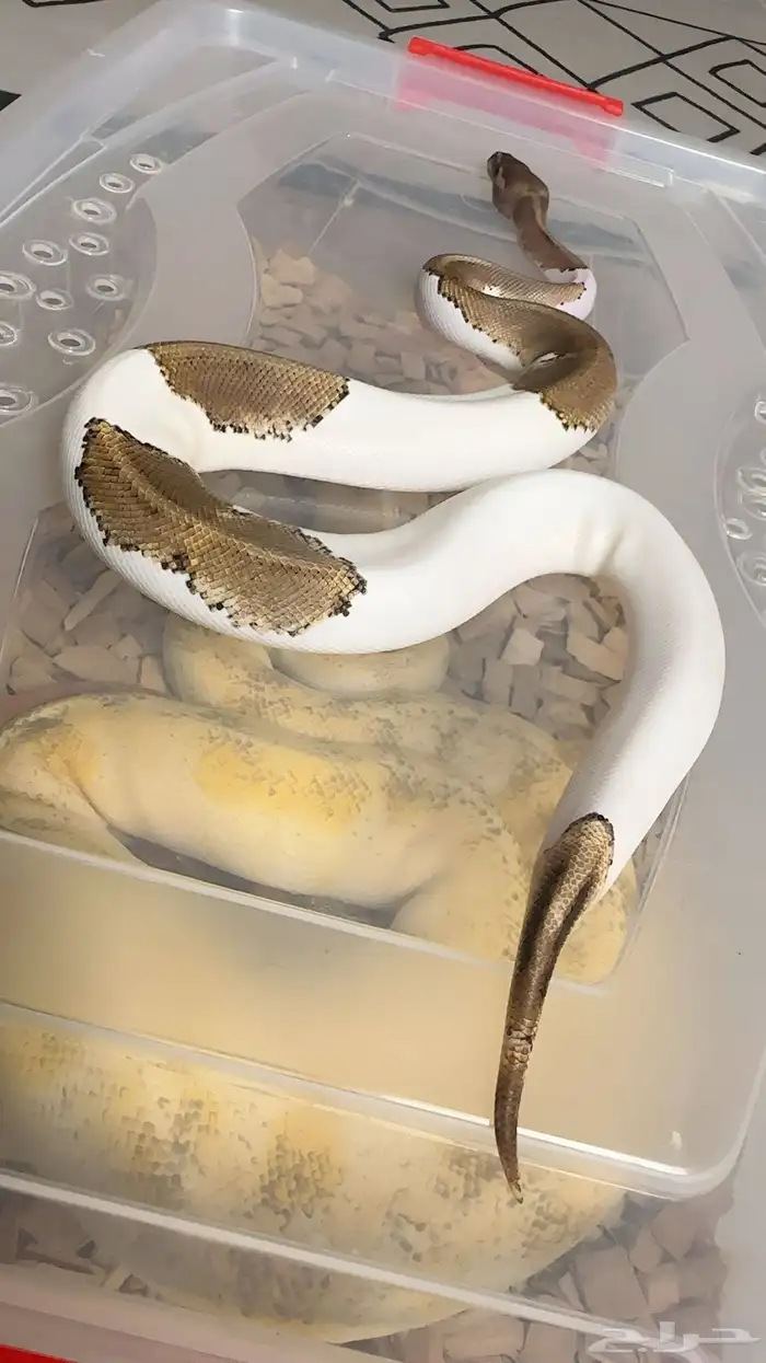 فقاسة زواحف و بايد بول بايثون للبيع 5