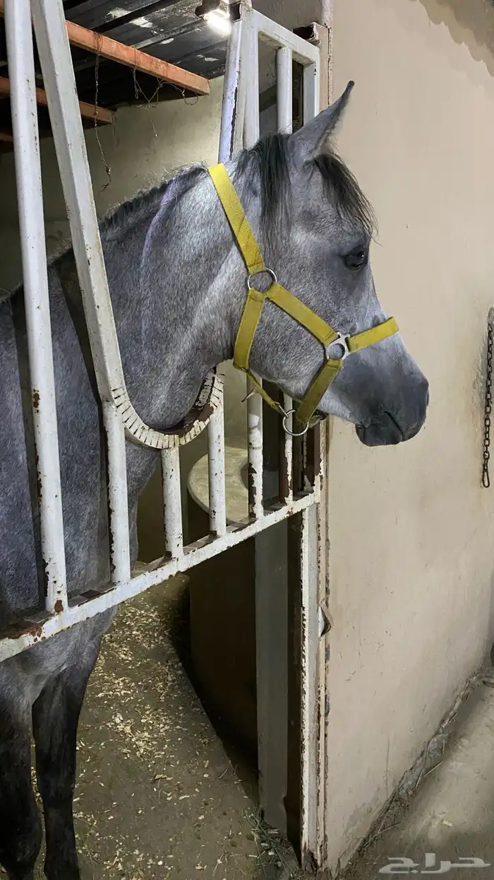 حصان عربي شعبي 3