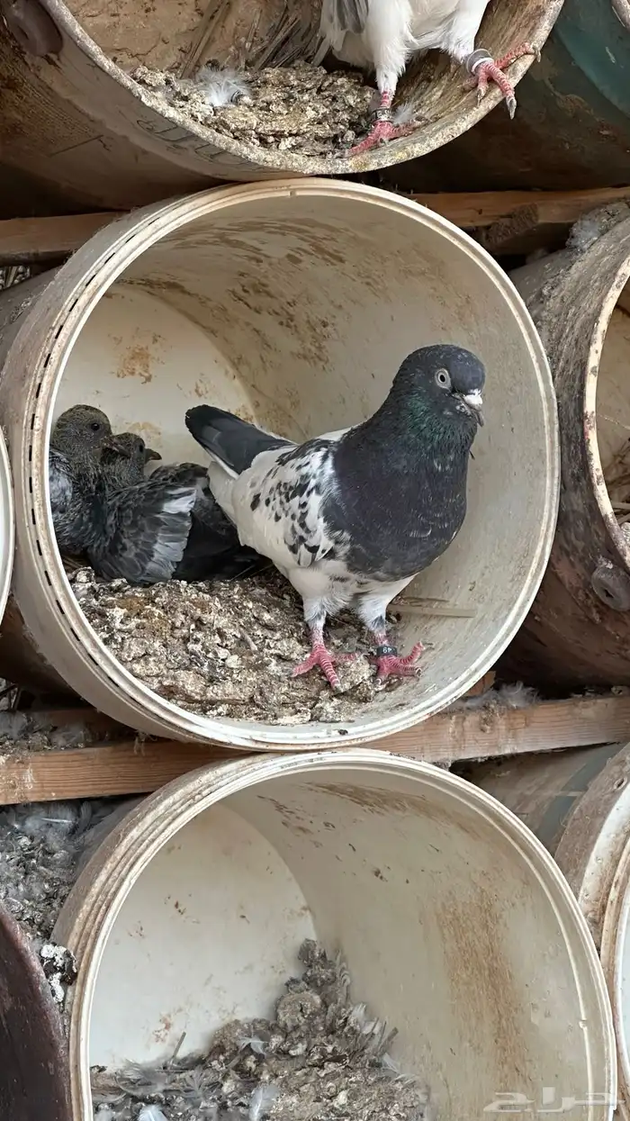 جوز باكستاني معه فراخة وبيض 0