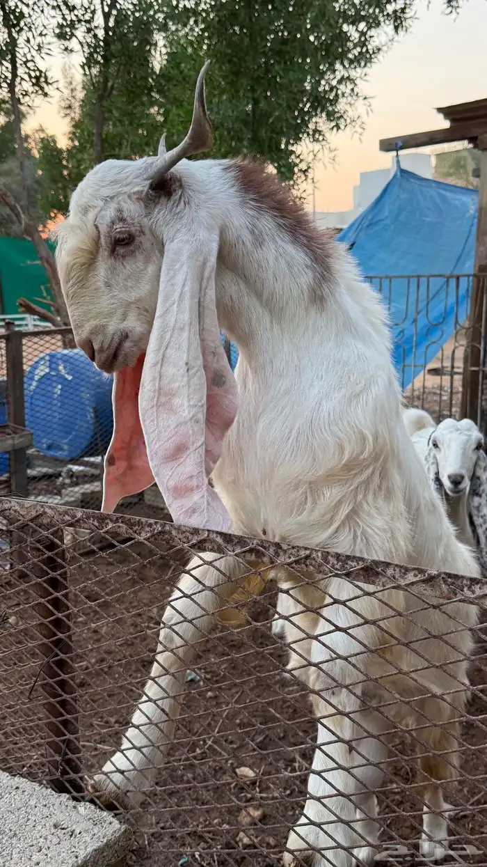 عنزين ب تيسهن 0