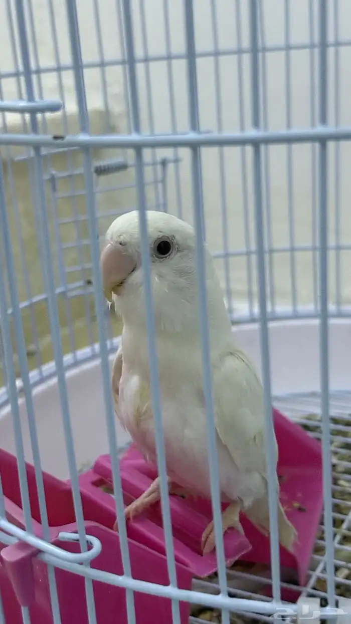 ببغاء روز ابيض العمر ثلاث شهور 0
