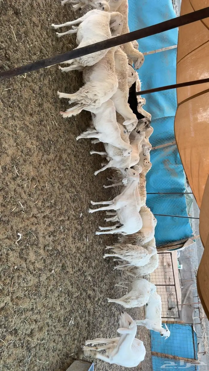 غنم دفيع ومقرعه 1