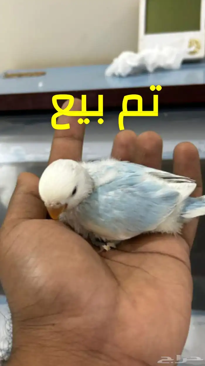 للبيع فروخ روز غر 6