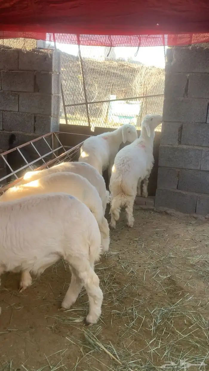 ذبائح للبيع 4