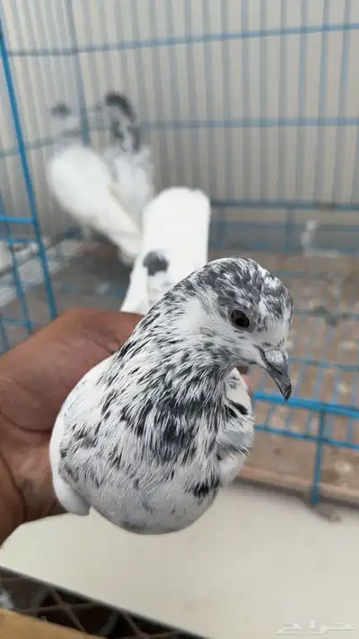 بكستاني طيار index