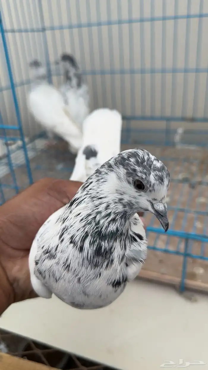 بكستاني طيار 1