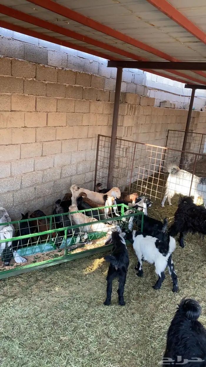 معزا العدد 11 عيالها 12 1