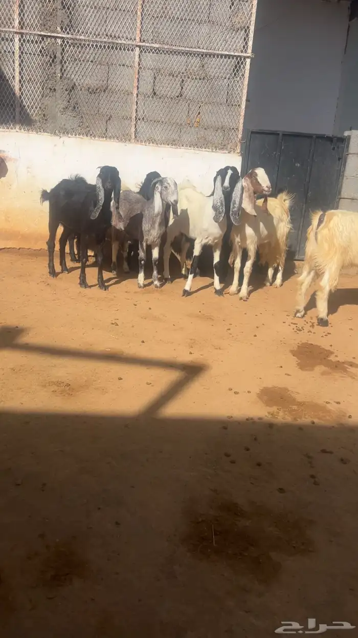 ( تم البيع ) جذعات وثنايا معزا فواخر 5