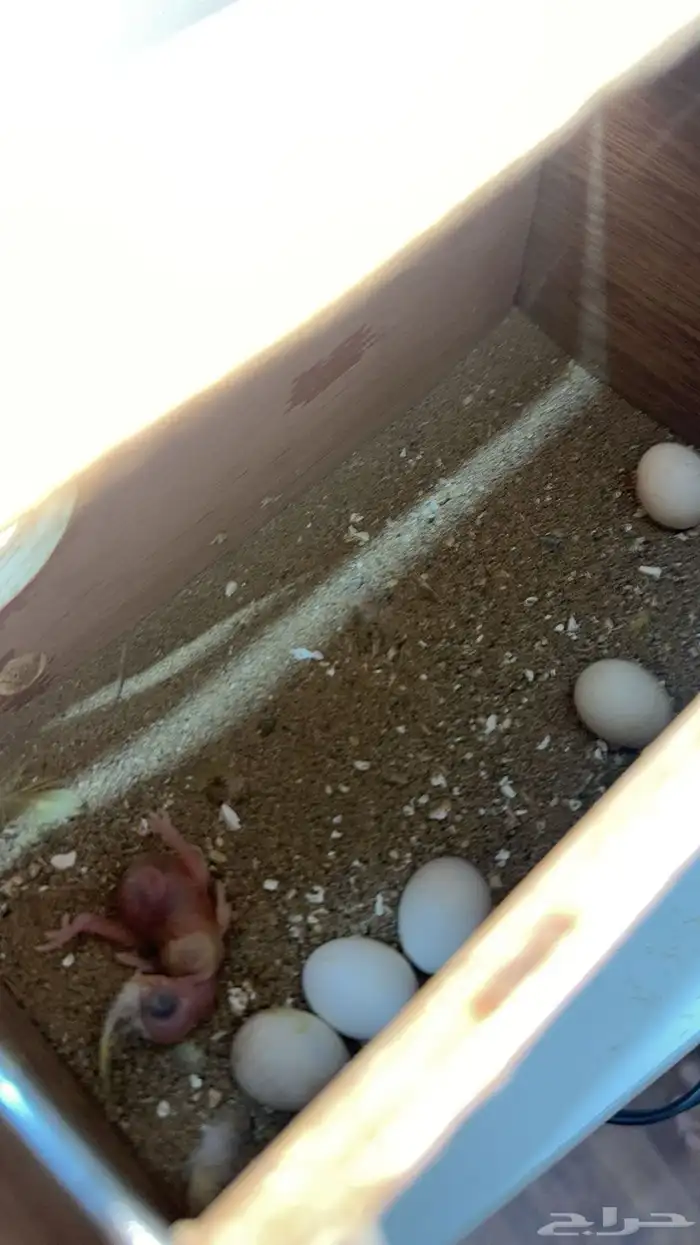 طيور الحب للبيع 2