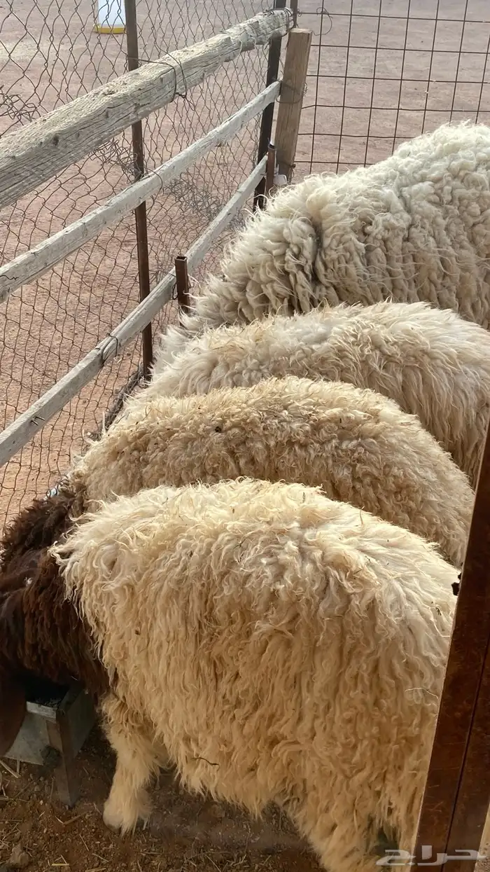 متوفر جميع أنواع الذبايح 3