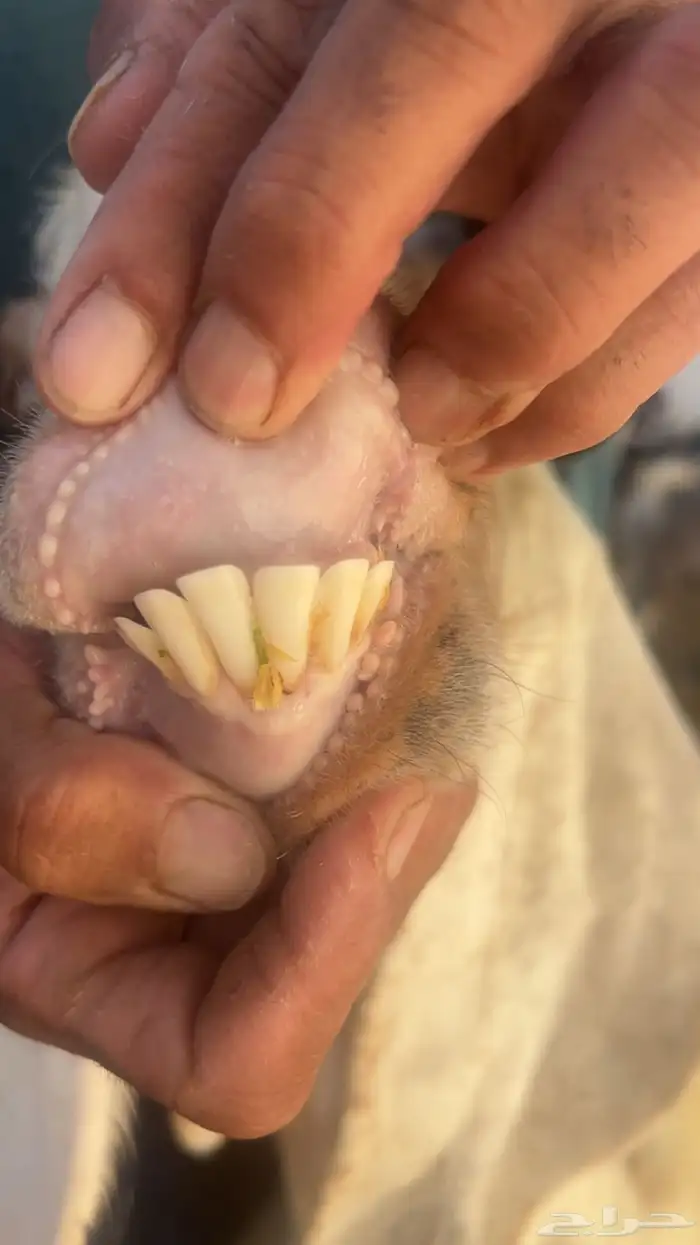 معزا فواخر جروم ودفيع 9