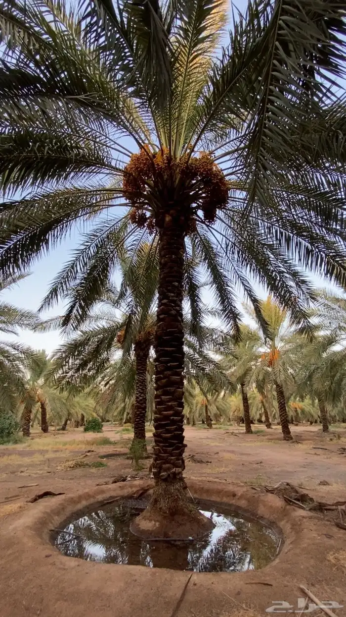 برسيم مربح الاستثمار الزراعي الاعلاف مزرعه منطقة حايل 1