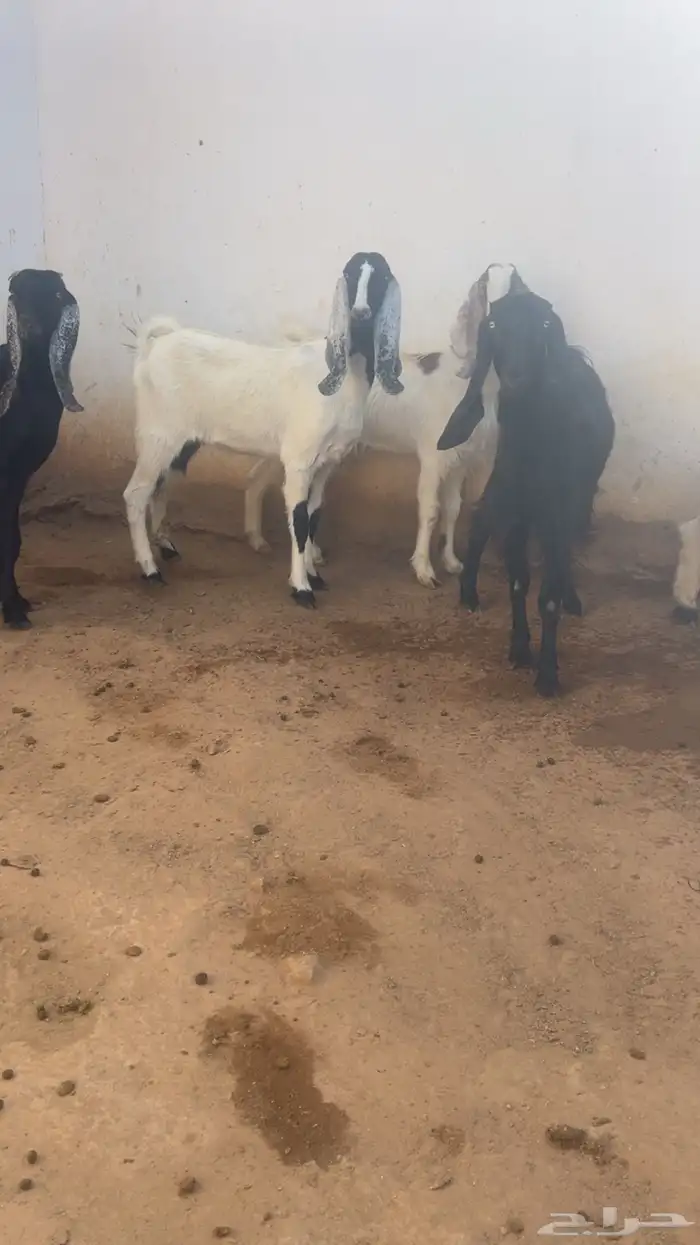 ( تم البيع ) جذعات وثنايا معزا فواخر 1