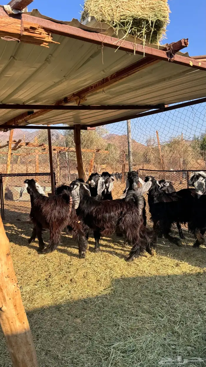 للبيع جديان 2