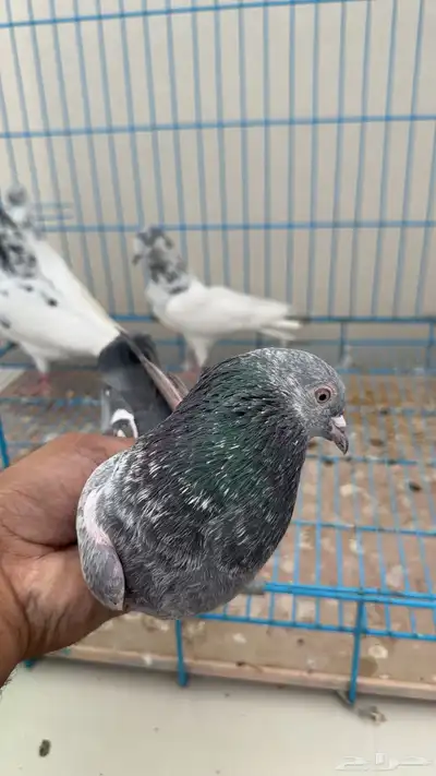 بكستاني طيار index