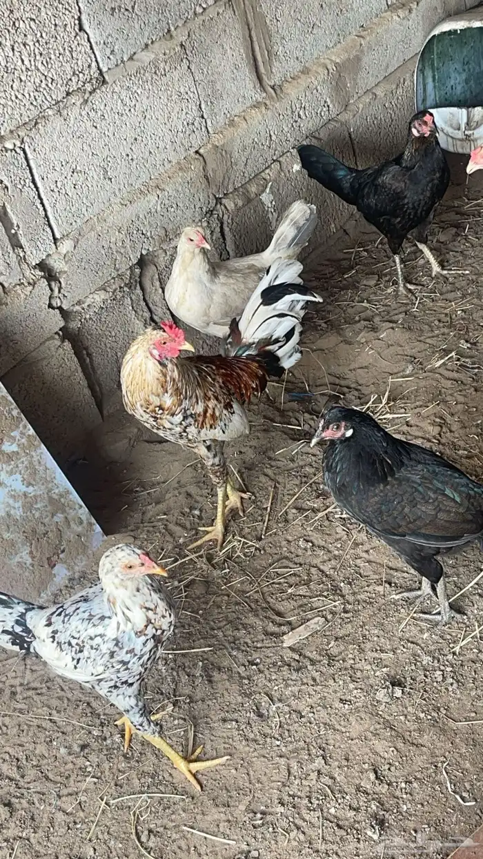 دجاج بلدي مع فروخ وبيضه 0