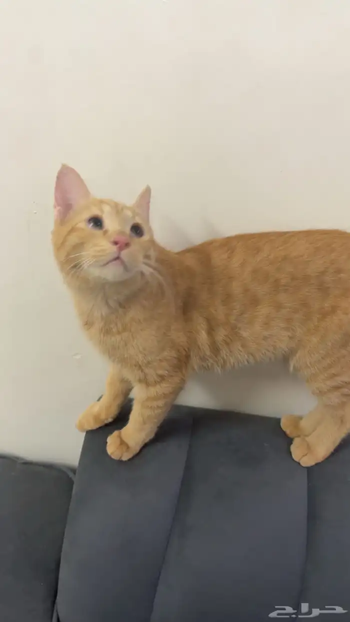 قطط تبني 4 بلدي 3