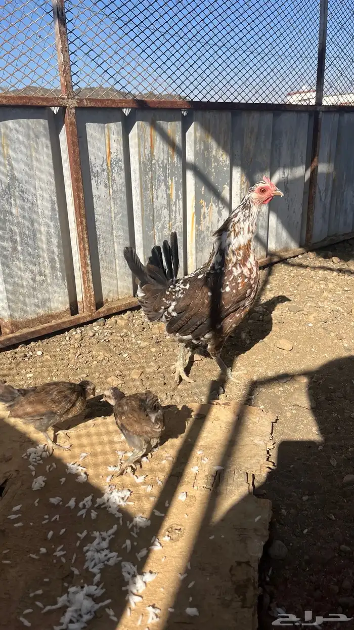 دجاج ماكنتوش 0