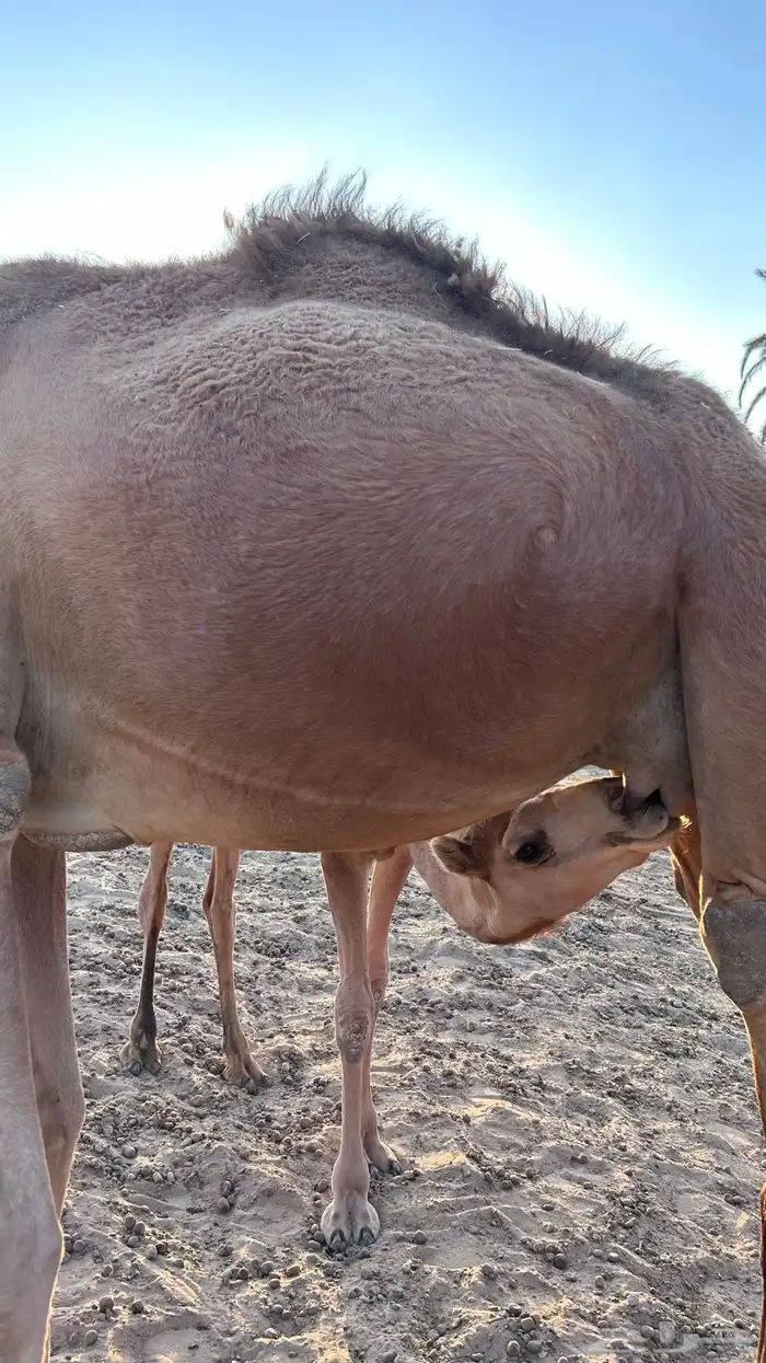 ناقه للبيع 2