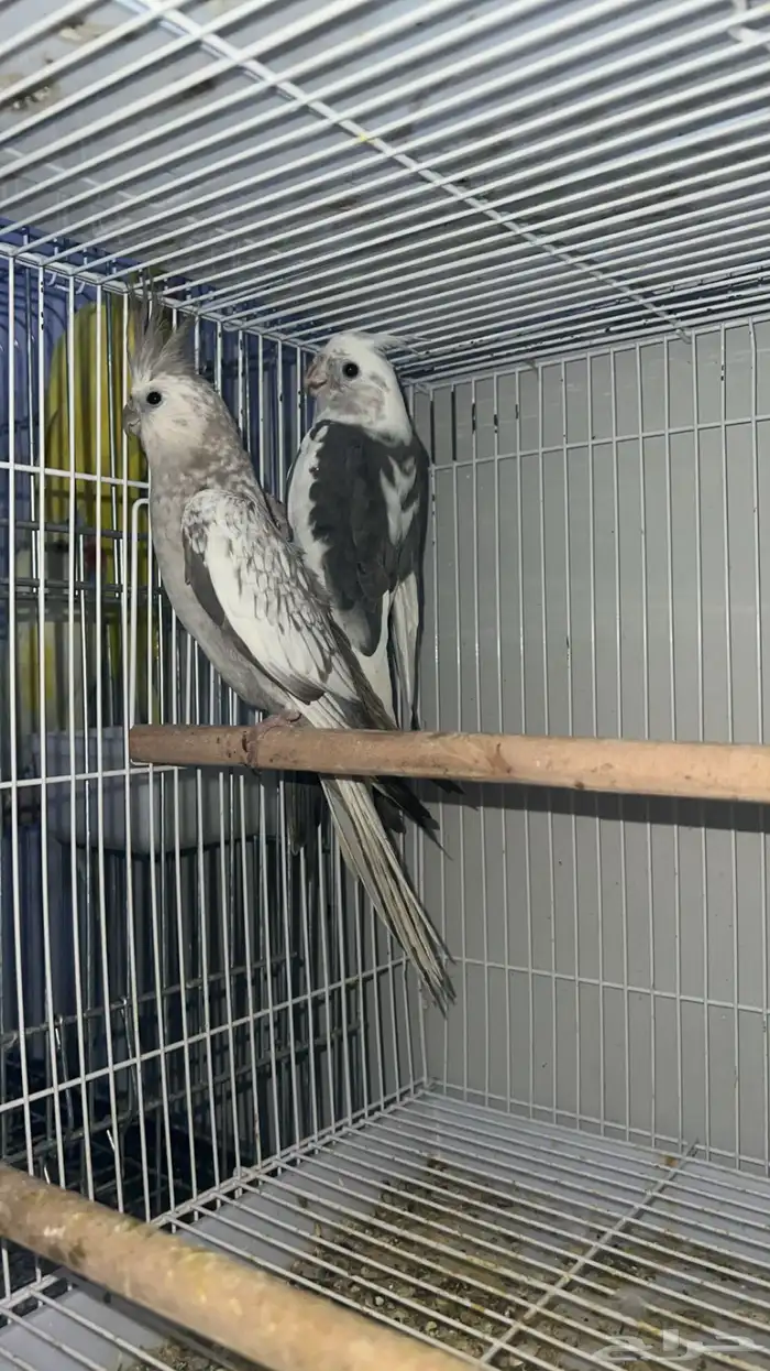 ازواج كروان 3