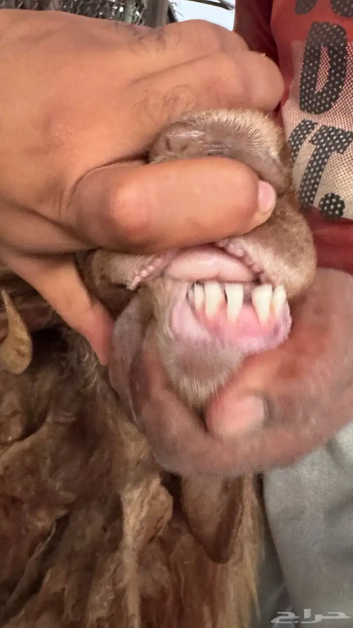 خروف نعيمي 8