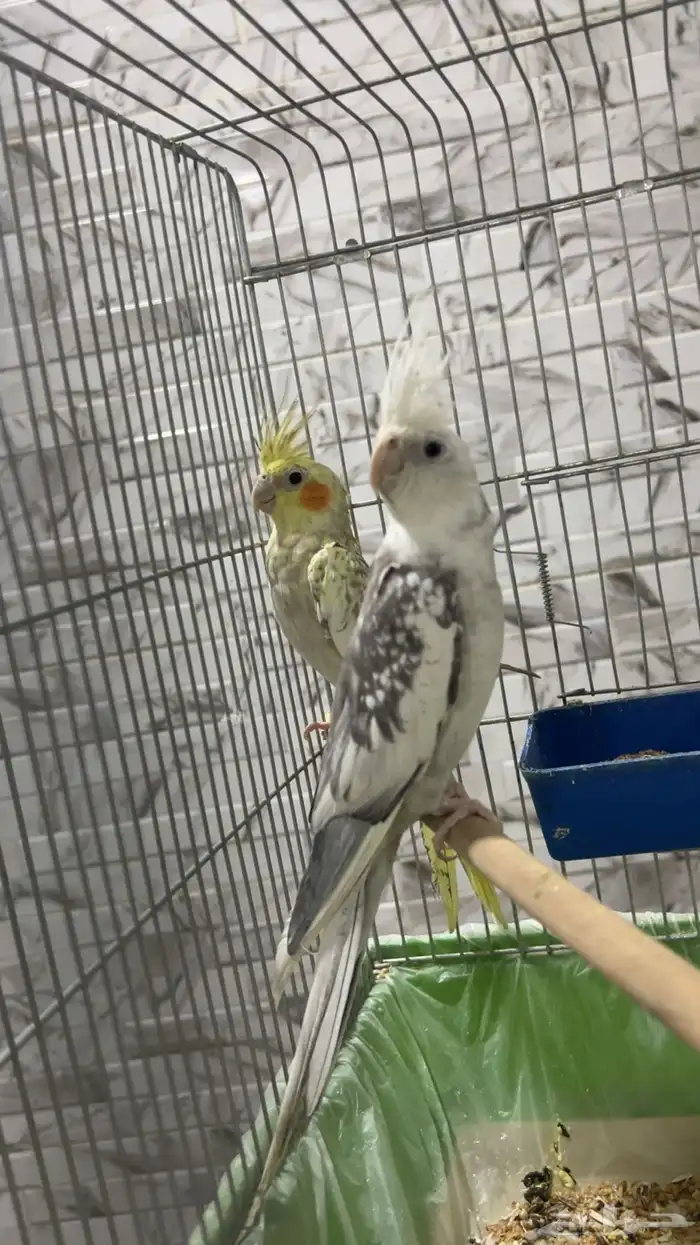 للبيع جوز كروان الي توقف عليه سومه نصيبه 0