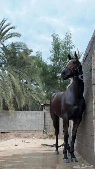 فرس انقلش كفو index