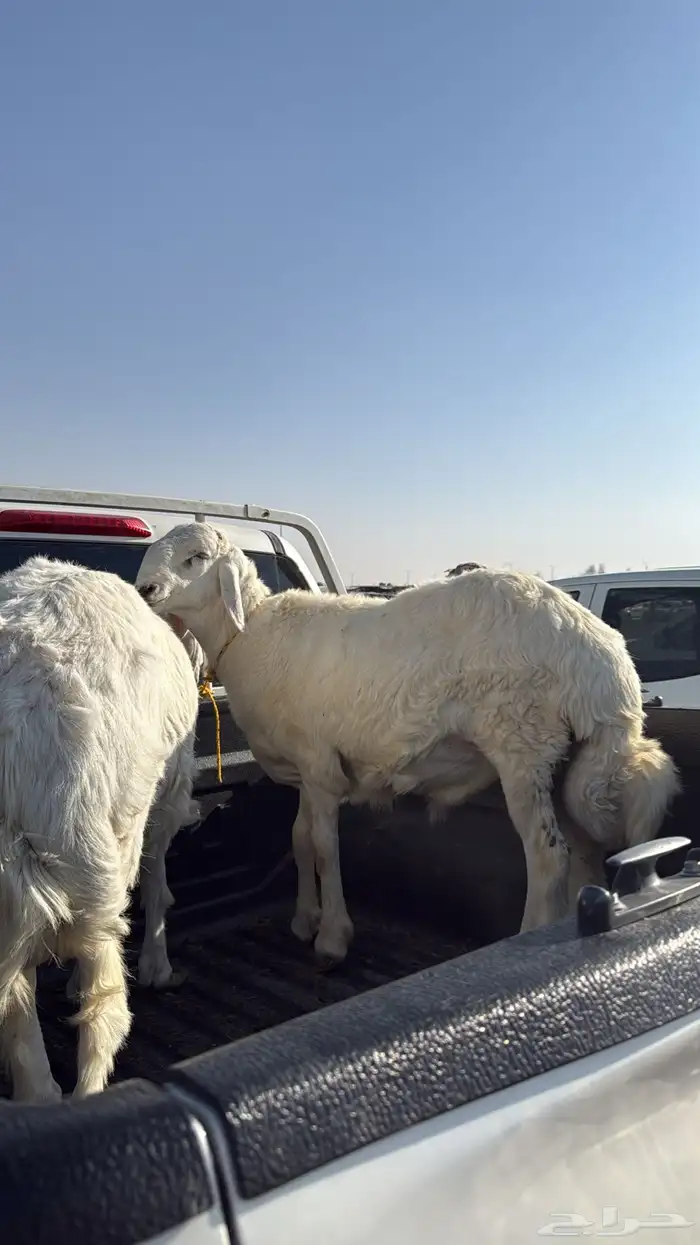 خرفان للبيع 2