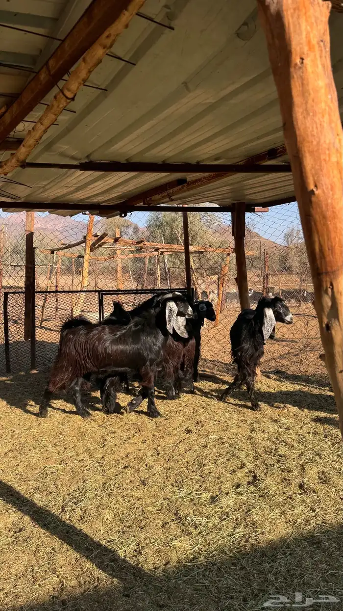 للبيع جديان 6