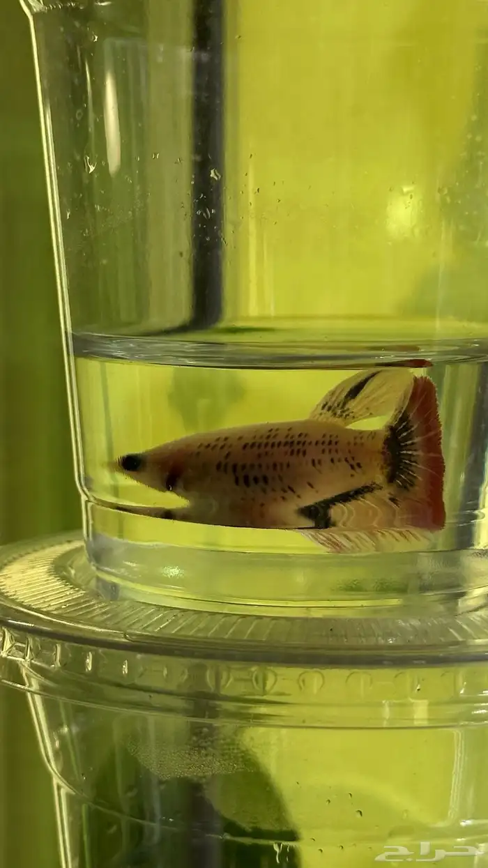 سمك فايتر ذكور و اناثي 10